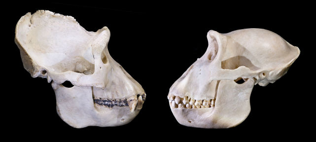 银背大猩猩的犬齿并不是为了吃肉才长出来的,而是为了展示威吓.