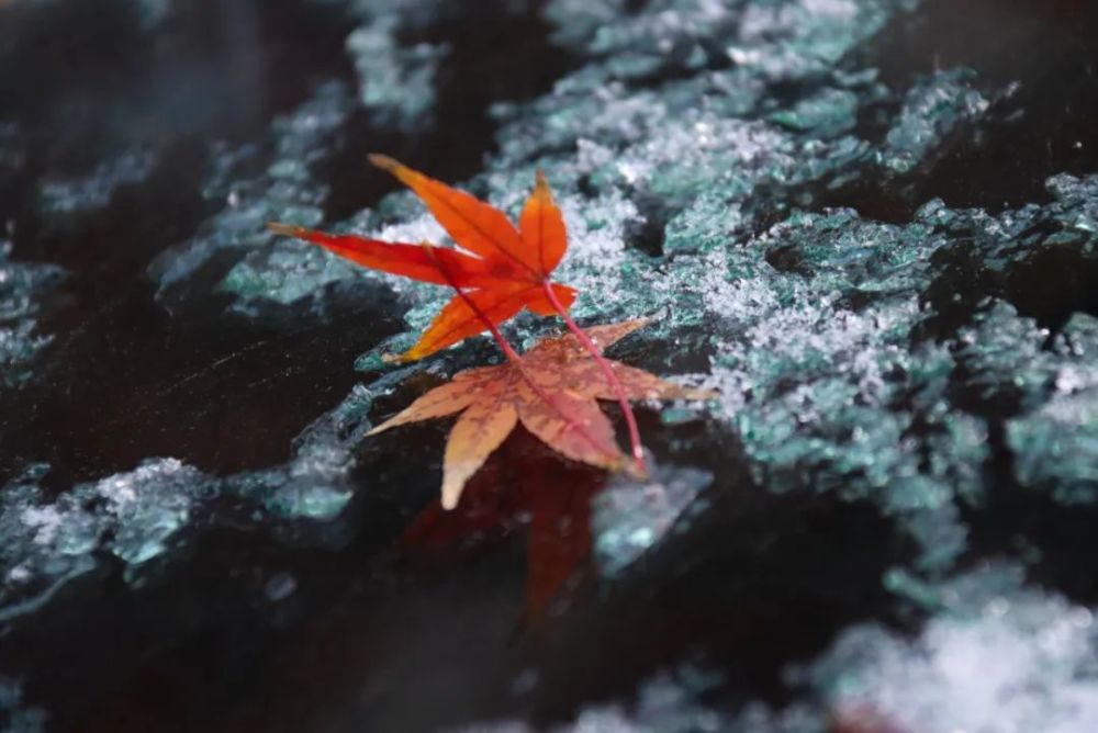 如皋初雪惊艳整个朋友圈!降温结冰,上班路上注意
