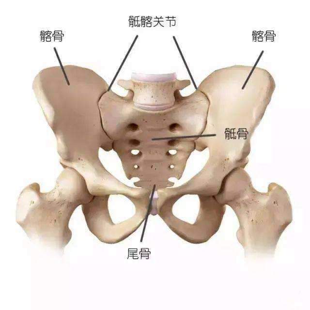 骶髂关节是什么 为什么引起膝盖疼痛呢