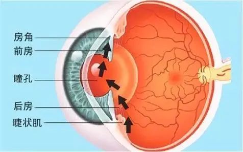 这是因为,人的眼睛中有个结构是前房,前房里会有房水循环,保证眼睛不
