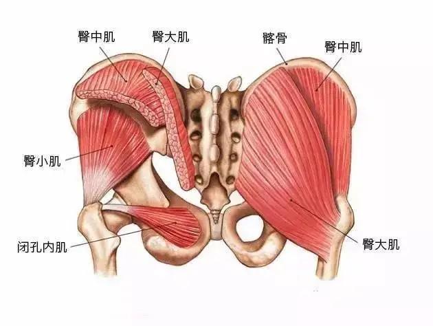 臀肌群的解剖知识