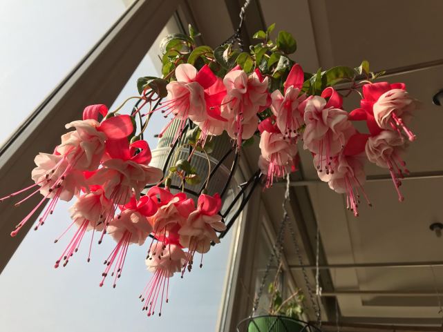 倒挂金钟"醉红颜",室内盆栽"新宠",四季勤开花,你值得