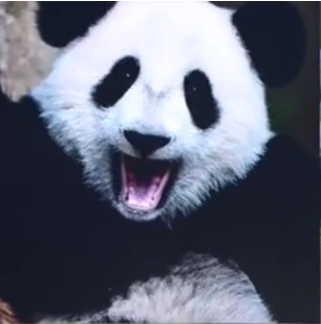 而 陕西秦岭大熊猫