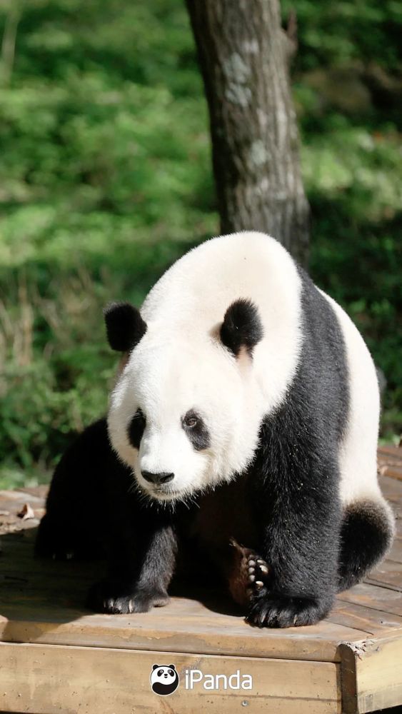 告诉胖友们 左右两张图片是四川大熊猫 中间的图片 是陕西秦岭大熊猫