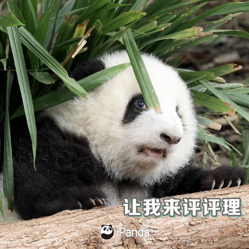 在2016年,世界自然保护联盟 已将大熊猫 从 "濒危"物种降级为了"易危"