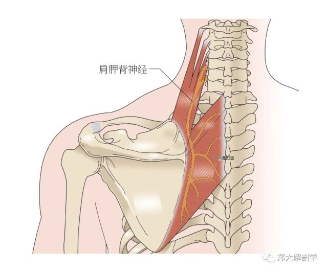 臂丛神经临床检查|三角肌|肩胛骨|臂丛神经