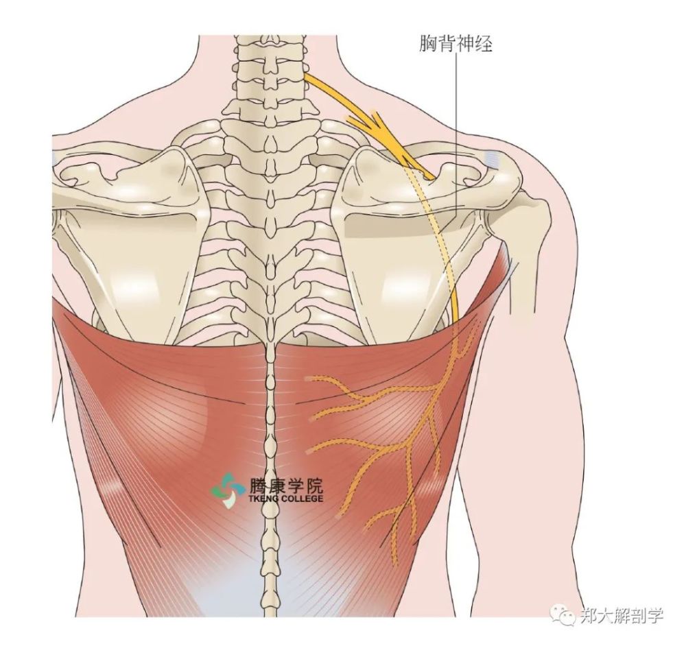 这块由胸背神经支配的大肌肉可从后方触及.