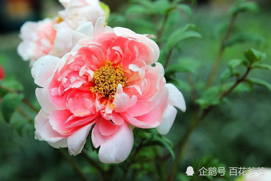12生肖专属花,快看哪一种花最旺你?