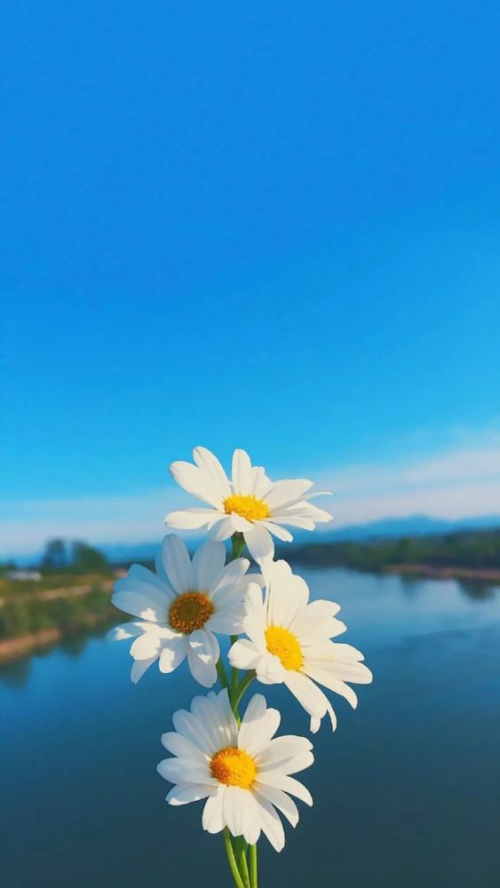 低调美小雏菊手机壁纸,花语是