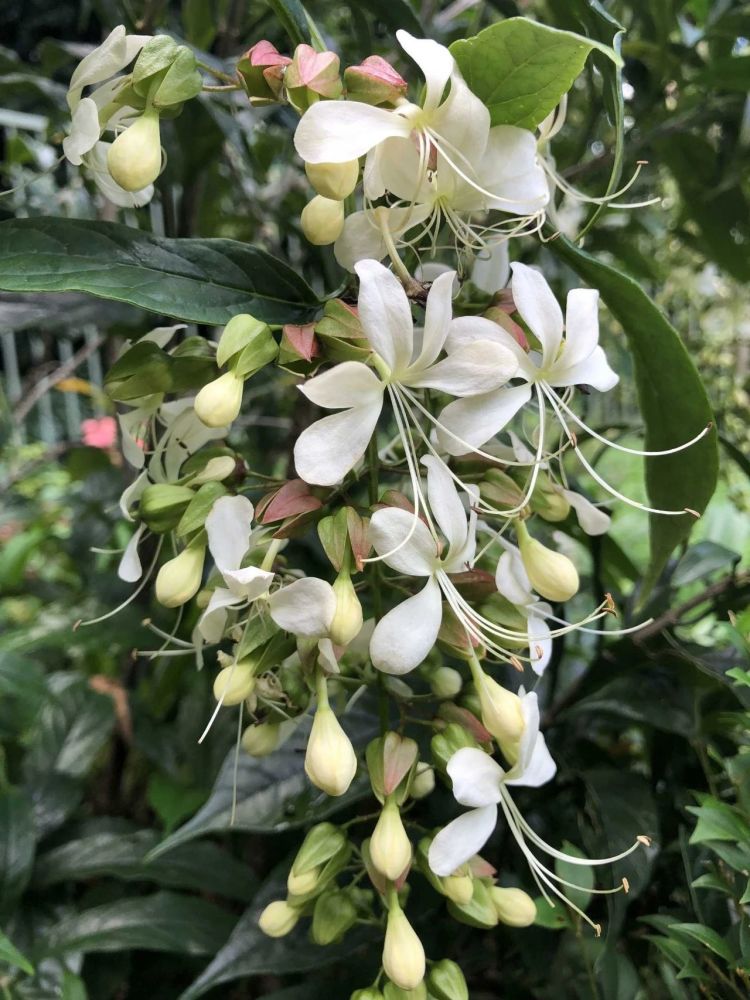 清纯绝美的垂枝茉莉花朵如一串串白蝴蝶冬春时节一直在开花