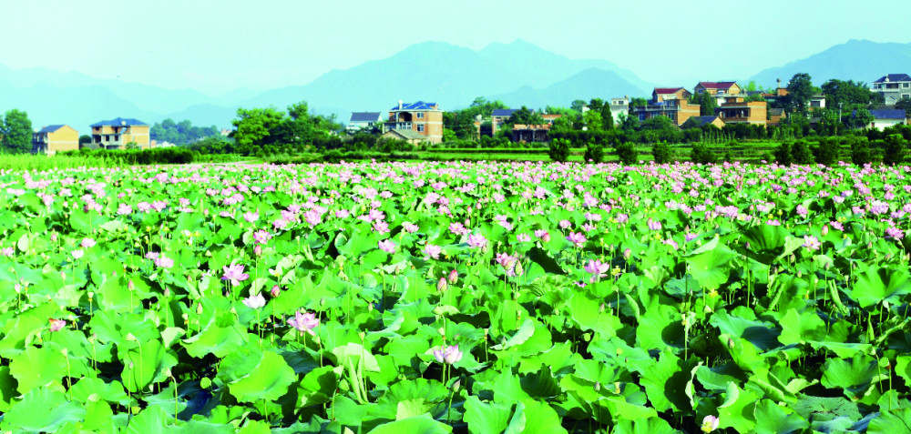 在这灵秀的山水间,一朵莲花绚丽绽放——莲花镇位于衢州市衢江区东北