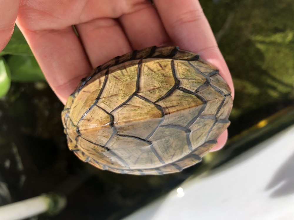 蛋龟——剃刀龟