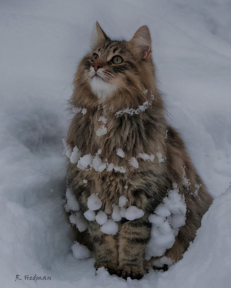 冬日里的雪地精灵—来自北欧国家的挪威森林猫