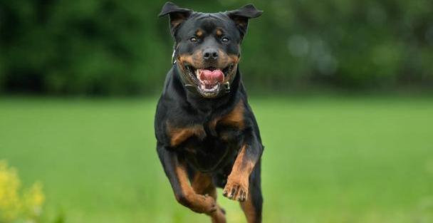 罗威纳排名_罗威纳幼犬(2)