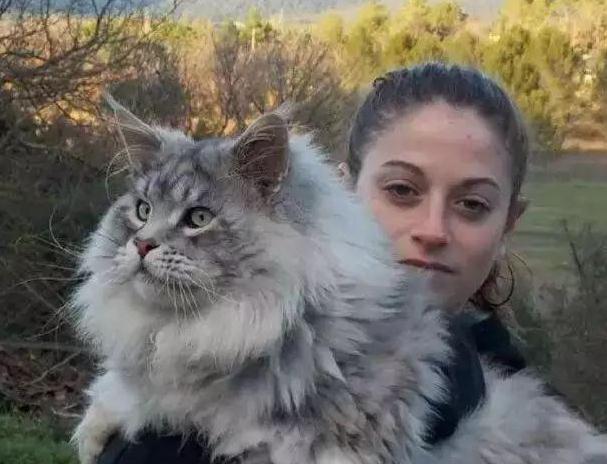 抖音网红缅因猫外表霸气实则是温柔的小巨人