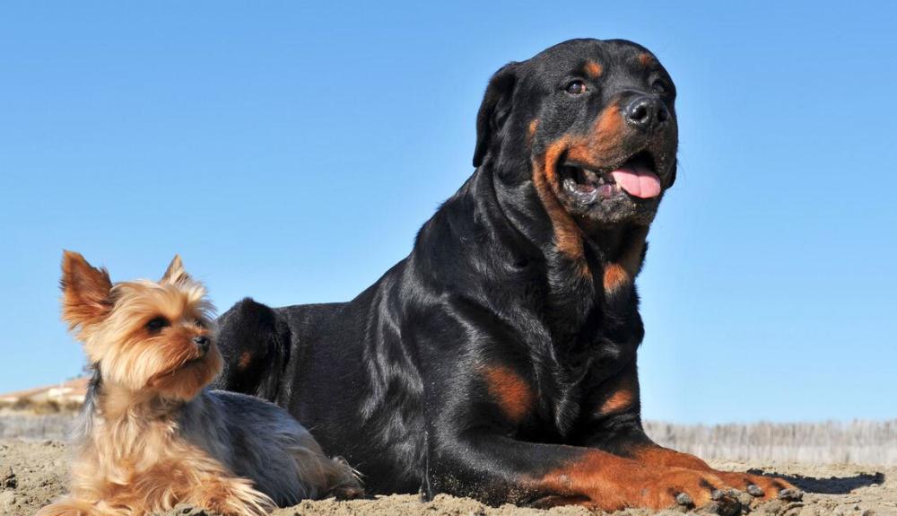罗威纳犬:世界上最具有勇气和力量的犬种之一,你了解多少?