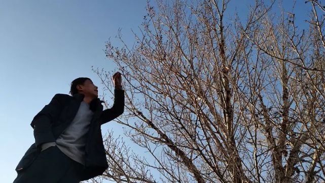 杨树长出海棠果包头一村民家现咄咄怪事真相是