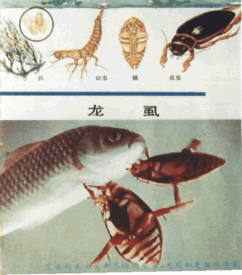 甲虫|蟑螂|昆虫|害虫|龙虱