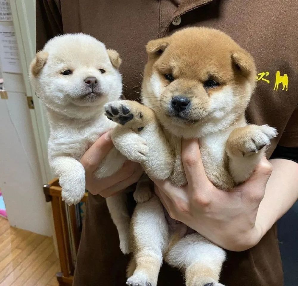 同一胎出生的柴犬但体型却相差很多,看清颜色后网友笑