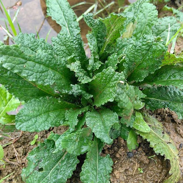 神奇的雪见草,看起来像癞蛤蟆皮,在农村很常见,冬天正当食