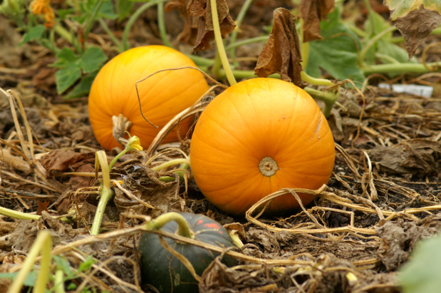 荒野维生野菜系列—桃南瓜_腾讯新闻