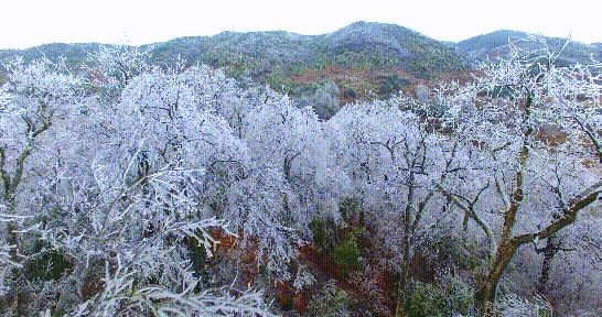 雪峰山大花瑶景区|白雪|隆回|雾凇|雪景