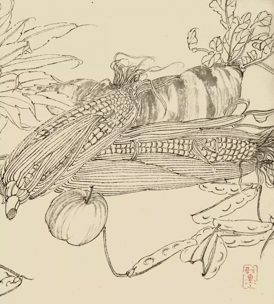 玉米▼牡丹▼叶▼杆▼张铨果蔬白描图宣草▼芙蓉▼水仙▼萝卜▼萝卜▼