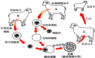 为何现在很少人提克隆了你看看克隆羊的一生或许就明白了