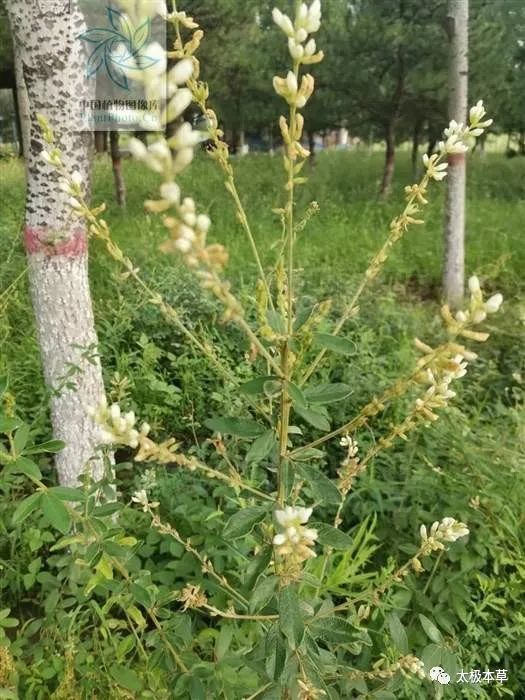 别名毛胡枝子,白胡枝子,白土子,白萩,小雪人参