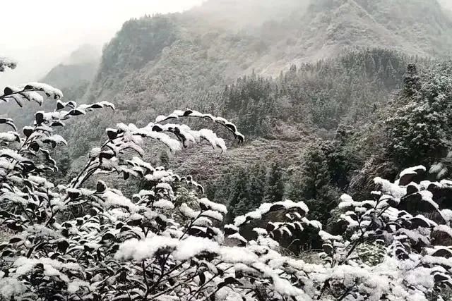 最近这几天,宜宾气温一天比一天冷,大家都在期盼今年在宜宾看雪,堆