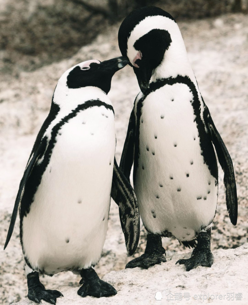 怕冷的企鹅你见过吗?探索南非开普敦企鹅海滩,两千只憨憨正朝你晃来