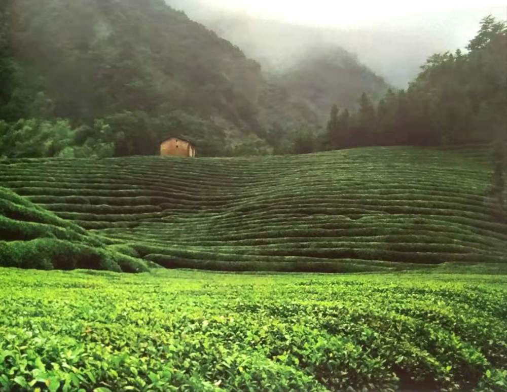 景德镇的第二张名片浮梁茶