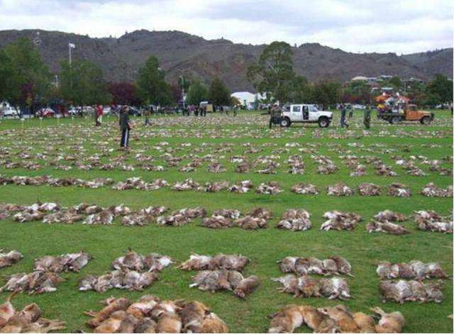 为啥兔子在中国要养殖,到澳洲却泛滥?老外:100亿只谁吃的完!