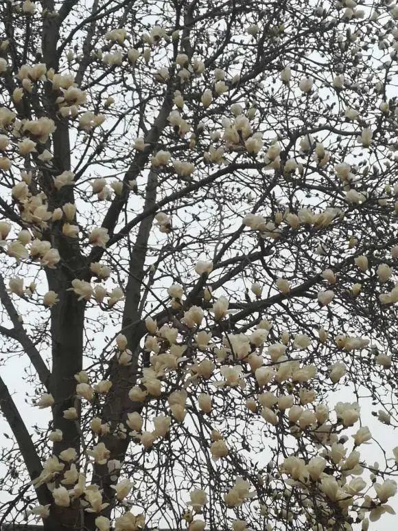 玉兰树,种在家门口,零下10度冻不死,1年蹿4米,满树开白花