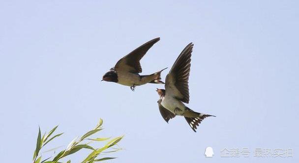 喜鹊对应的成语是什么_喜鹊登枝是成语吗