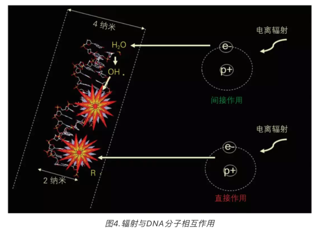 这都是从原子核当中发射出来的射线,α射线是氦核,β射线是电子流,γ