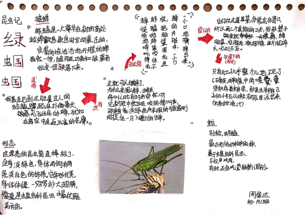 共读凶猛的绿蝈蝈昆虫记师生共读记