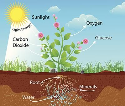 氧气告急?全球植物的光合作用能力遭遇瓶颈