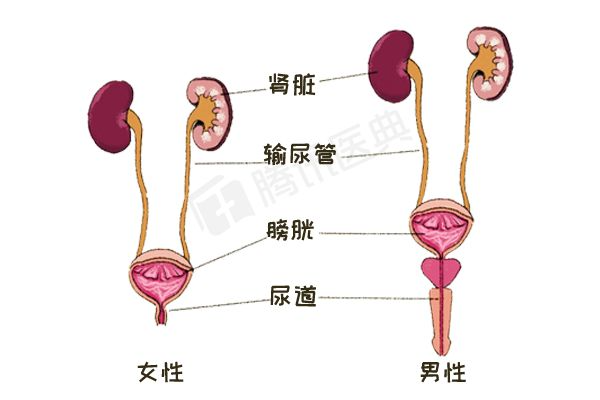 泌尿系统 它由"四大部门"组成 如图,自上至下:肾脏,输尿管,膀胱,尿道