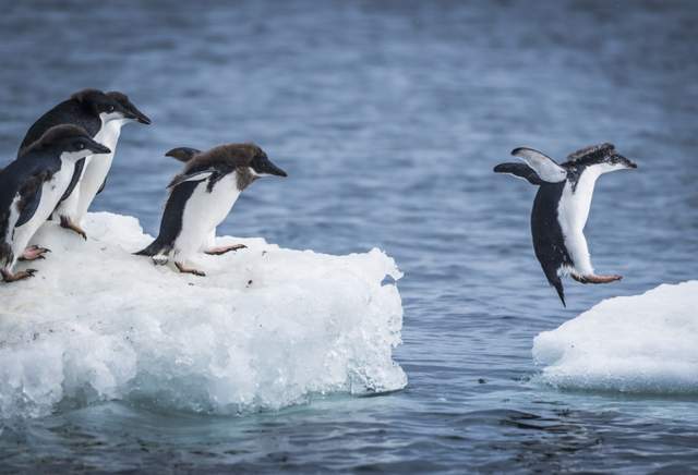 全球气候变暖,导致冰川融化,企鹅们流离失所,找不到家了.