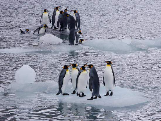 数百万企鹅将无家可归,世界最大冰川事故出现,英国已派潜艇探索
