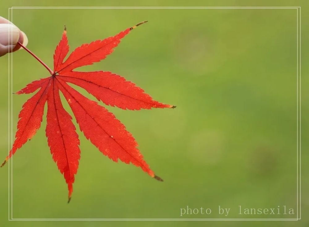 拍摄秋冬的绚丽银杏叶,红枫叶,这样2种创意玩法,你试过吗?