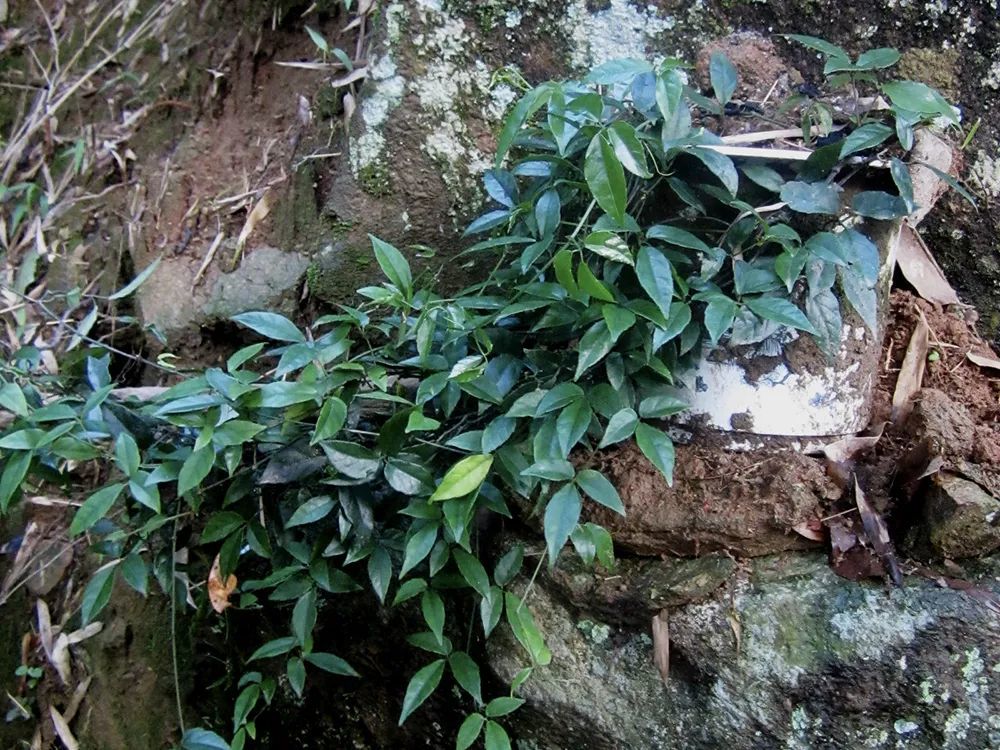 此草价值珍贵,野生的一斤500元,但请你别挖它,如今十分稀少