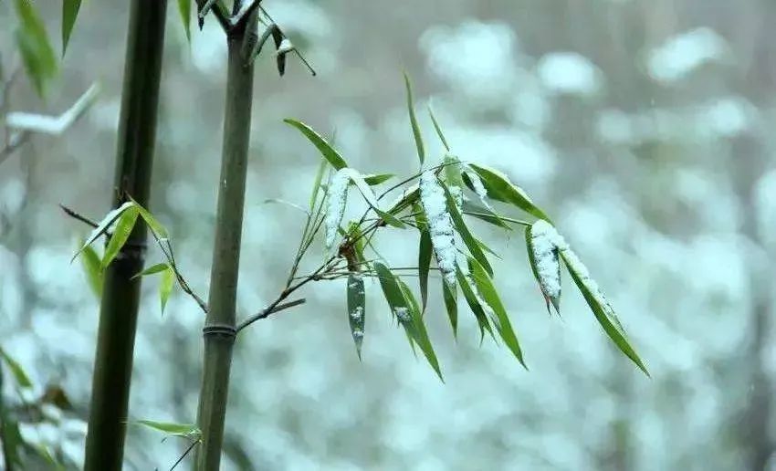 煮雪烹茶,听雪敲竹……古人的冬天也浪漫?_腾讯新闻