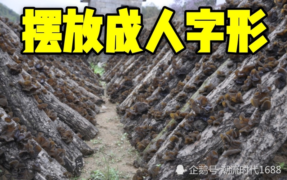 木耳种植技术其实几个步骤就可以掌握了,学会了又多一