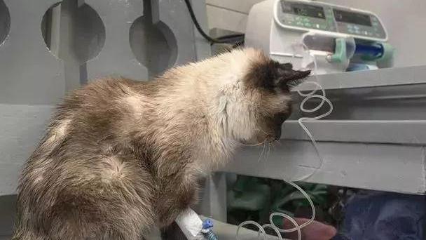 你家猫咪生病会有什么症状?