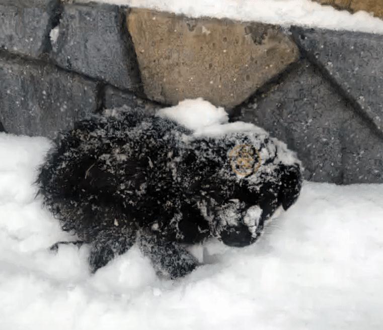 被大雪淹没的流浪狗缩在角落瑟瑟发抖好心人带它回家竟遭质疑