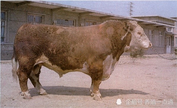 牛种大全海福特牛