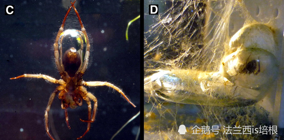 陆地动物为啥潜水不被淹死?靠自制氧气瓶,蜥蜴甲虫蜘蛛都比你牛