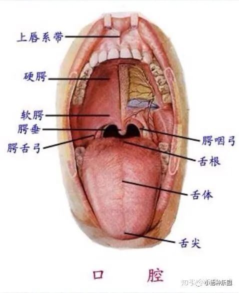 首先,我们需要找到软腭的位置.口腔的上半部分主要由硬腭和软腭构成.